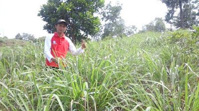 Budidaya Serai Wangi untuk Masa Depan Petani