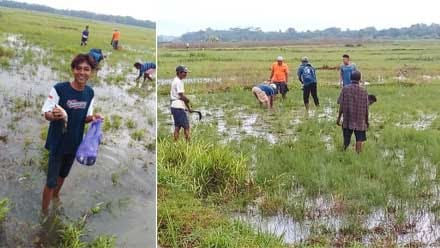 Naiknya air dari sungai ke area persawahan Desa Tanjungrejo dan Desa Dewi di Kecamatan Bayan, Kabupaten Purworejo, Jawa Tengah jadi berkah bagi warga