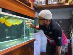Ray Aquarium Semakin Dikenal Pecinta Ikan Hias di Padang Panjang