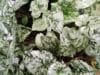 Homalomena Frog