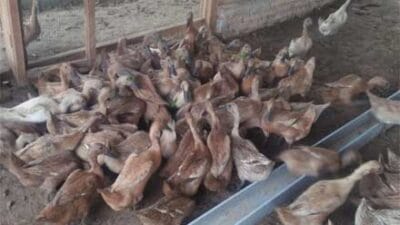 Pandemi, Warga Lubuk Basung Ini Lirik Usaha Bebek Petelur