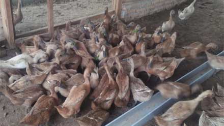 Pandemi, Warga Lubuk Basung Ini Lirik Usaha Bebek Petelur 1 Bebek Petelur