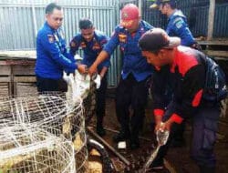 Makan Ternak Warga, Anggota Damkar Dharmasraya Evakuasi Seekor Ular Python