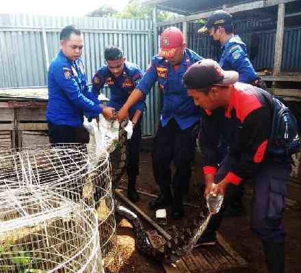Anggota Damkar Dharmasraya Evakuasi Seekor Ular Python