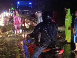 Hujan Lebat Dan Angin Kencang Di Dharmasraya, 3 Pohon Tumbang, Seorang Pengendara Tertimpa