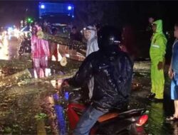 Hujan Lebat dan Angin Kencang di Dharmasraya, 3 Pohon Tumbang, Seorang Pengendara Tertimpa