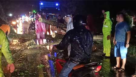 Pohon tumbang di Dharmasraya