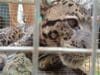 Seekor Macan Dahan Masuk Perangkap di Bukit Pahamburan Kamang Magek Agam