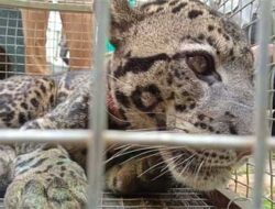Seekor Macan Dahan Masuk Perangkap di Bukit Pahamburan Kamang Magek Agam