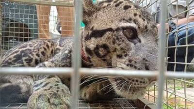Seekor Macan Dahan Masuk Perangkap di Bukit Pahamburan Kamang Magek Agam