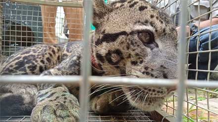 Seekor Macan Dahan Masuk Perangkap di Bukit Pahamburan Kamang Magek Agam 1 Seekor Macan Dahan Masuk Perangkap di Bukit Pahamburan Kamang Magek Agam