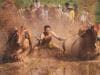 Pacu Jawi
