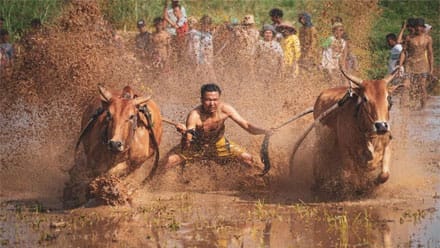 Silabuah Jadi Lokasi Pertama Pacu Jawi Tanah Datar 2022 1 Pacu Jawi