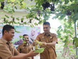 Sekdakab Pasbar Panen Anggur di Kebun Anggur Mini Naisya Farm