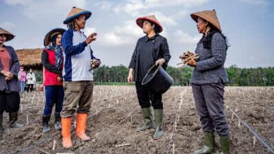 Di Tulang Bawang Lampung, Puan Ikut Tanam Singkong Bareng Petani