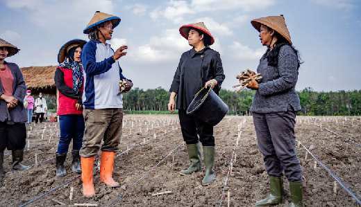 Puan Maharani ikut tanam singkong bareng petani di Tulang Bawang, Lampung