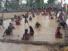 Warga Tanjungrejo Ramai-ramai Tangkap Ikan Lele di Sawah