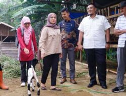 Keuntungan Peternakan Kambing Etawa Cukup Menjanjikan 13 Wakil Bupati Tanah Datar, Richi Aprian di Peternakan Kambing Etawa di Jorong Lasuang, Nagari Batu Bulek, Kecamatan Lintau Buo Utara