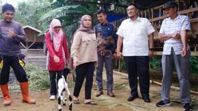 Keuntungan Peternakan Kambing Etawa Cukup Menjanjikan