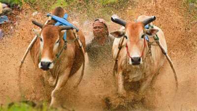 Alek Nagari Pacu Jawi di Sawah Liek Pariangan Dimulai