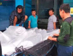 Butuh Bibit Ikan? Anda Bisa Pesan di BBI Padang Panjang