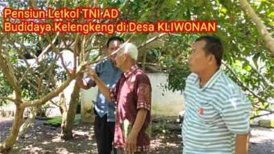 Berkebun Lengkeng, Purnawirawan TNI Ini Raup Keuntungan Ratusan Juta Tiap Tahun