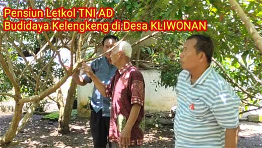 Boedoyo di kebun lengkengnya di Desa Kliwonan, Kecamatan Banyurip, Kabupaten Purworejo, Jawa Tengah