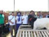 DPD HPDKI Lampung Selenggarakan Kontes Kambing Peranakan Etawa Ras Kali Gesing