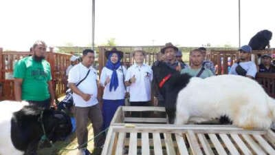 DPD HPDKI Lampung Selenggarakan Kontes Kambing Peranakan Etawa Ras Kali Gesing