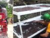 Program PLN Peduli Geliatkan Petani Kopi Citaman Lawang Taji di Banten