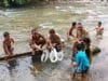 Bantuan Bibit Ikan untuk Batang Aek Sontang