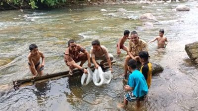 DKP Sumbar Beri Bantuan 40.500 Bibit Ikan untuk Batang Aek Sontang Pasbar