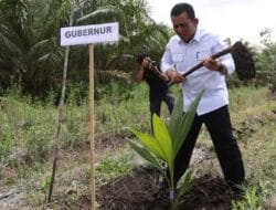 Gubernur Kepri Tanam Bibit Kelapa Genjah dan Panen Udang di Pulau Kundur