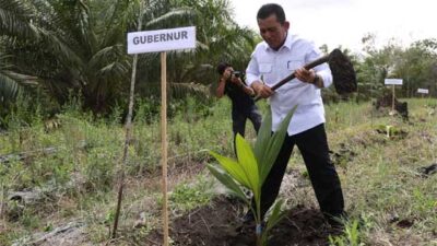 Gubernur Kepri Tanam Bibit Kelapa Genjah Dan Panen Udang Di Pulau Kundur