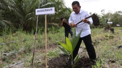 Gubernur Kepri Tanam Bibit Kelapa Genjah dan Panen Udang di Pulau Kundur