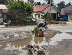 Jalan Simpang Jagung Sicincin Diperbaiki Setelah Ditanami Pohon Pisang