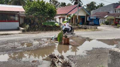 Jalan Simpang Jagung Sicincin Diperbaiki Setelah Ditanami Pohon Pisang