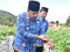 petik stroberi sendiri