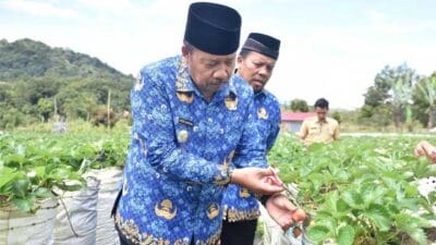 Kebun Stroberi Angah Bancah, Wisata ‘Petik Sendiri’ di Nagari Balingka