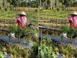 Puluhan Hektare Kebun Cabai Masyarakat III Koto Aur Malintang Gagal Panen