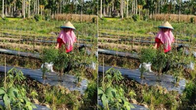 Puluhan Hektare Kebun Cabai Masyarakat Iii Koto Aur Malintang Gagal Panen