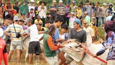 Alek Pacu Jawi di Sawah Subarang Koto Hiliang Sungai Tarab Meriah