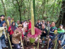 Bunga Bangkai Tumbuh di Kawasan Bukit Tui Padang Panjang