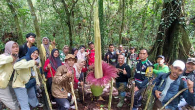 Bunga Bangkai Tumbuh di Kawasan Bukit Tui Padang Panjang