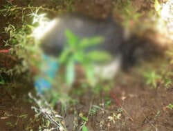 Mayat Perempuan di Kebun Kacang Bikin Geger Warga Desa Golok Purworejo