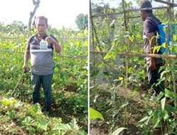Mochamad Taufik (55), Warga Desa Tangkisan, Kecamatan Bayan, Kabupaten Purworejo, Jawa Tengah, Saat Mengaplikasikan Probiotik Pupuk Organik
