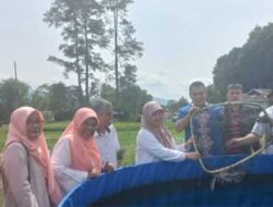 Kelompok Pembudidayaan Ikan Guguk Pinus Panen Budidaya Lele Bersama Ketua Dprd Padang Panjang, Mardiansyah
