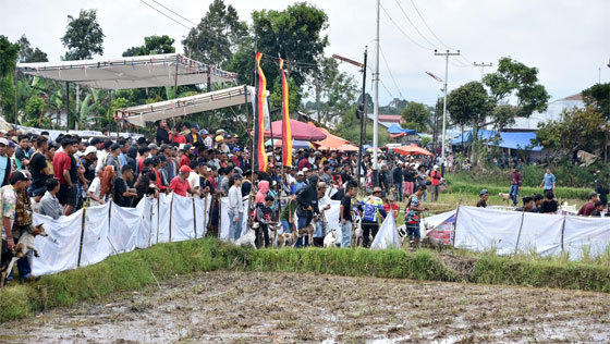 Ribuan Peserta Padati Alek Gadang Buru Babi di Tilatang Kamang