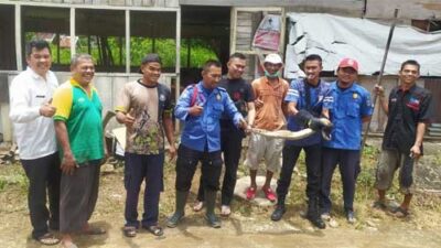Pos Damkar Pulau Punjung Amankan Ular Piton dengan Panjang 2 Meter di Warung Warga