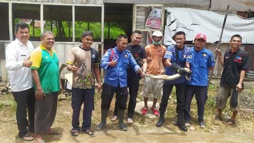 Pos Damkar Pulau Punjung Amankan Ular Piton dengan Panjang 2 Meter di Warung Warga